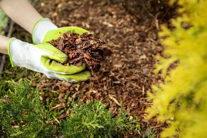 Excellent Mulching in Burbank, CA