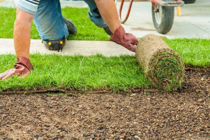 How long after installing sod can you walk on it in Burbank, CA