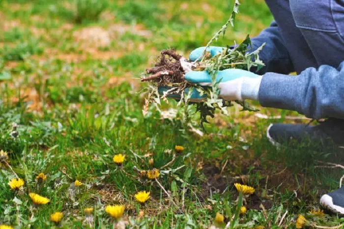 How to clear a yard full of weeds Burbank, CA