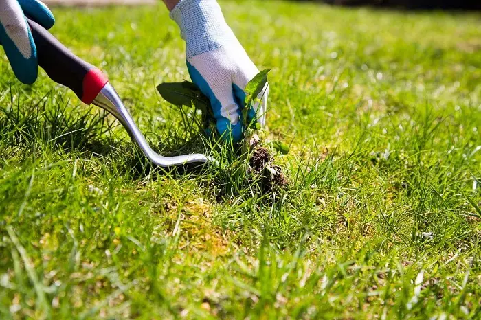 How to clear a yard full of weeds in Burbank, CA