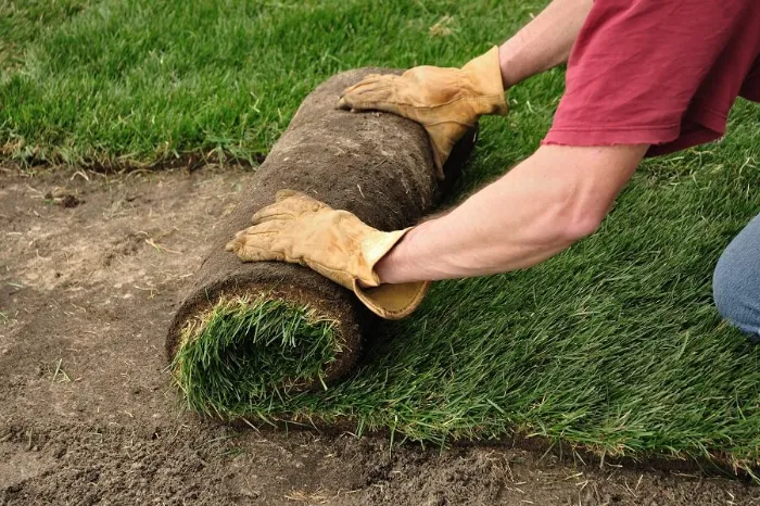 Proficient Sod Installation in Burbank, CA